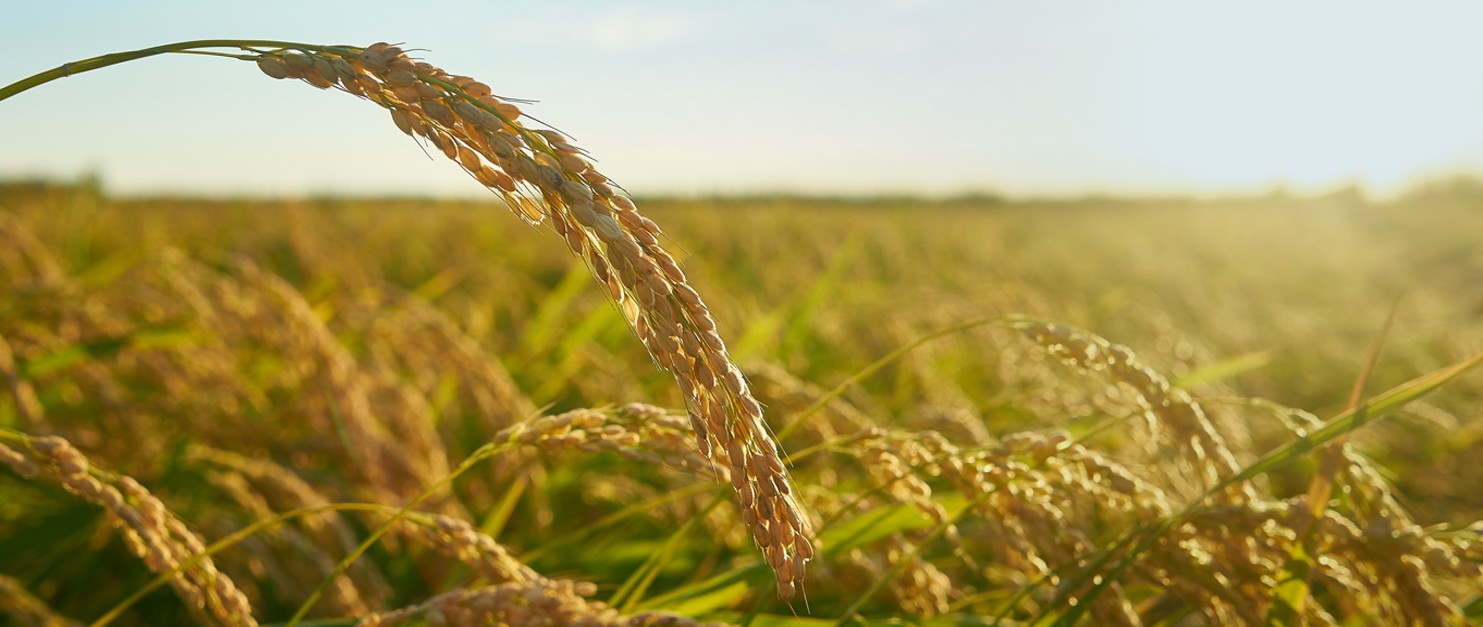 High-quality agricultural development
