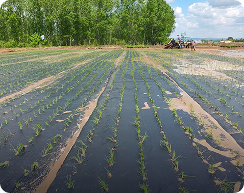 Case study of mulching rice in Fengcheng Town, Fengxian District, Shanghai