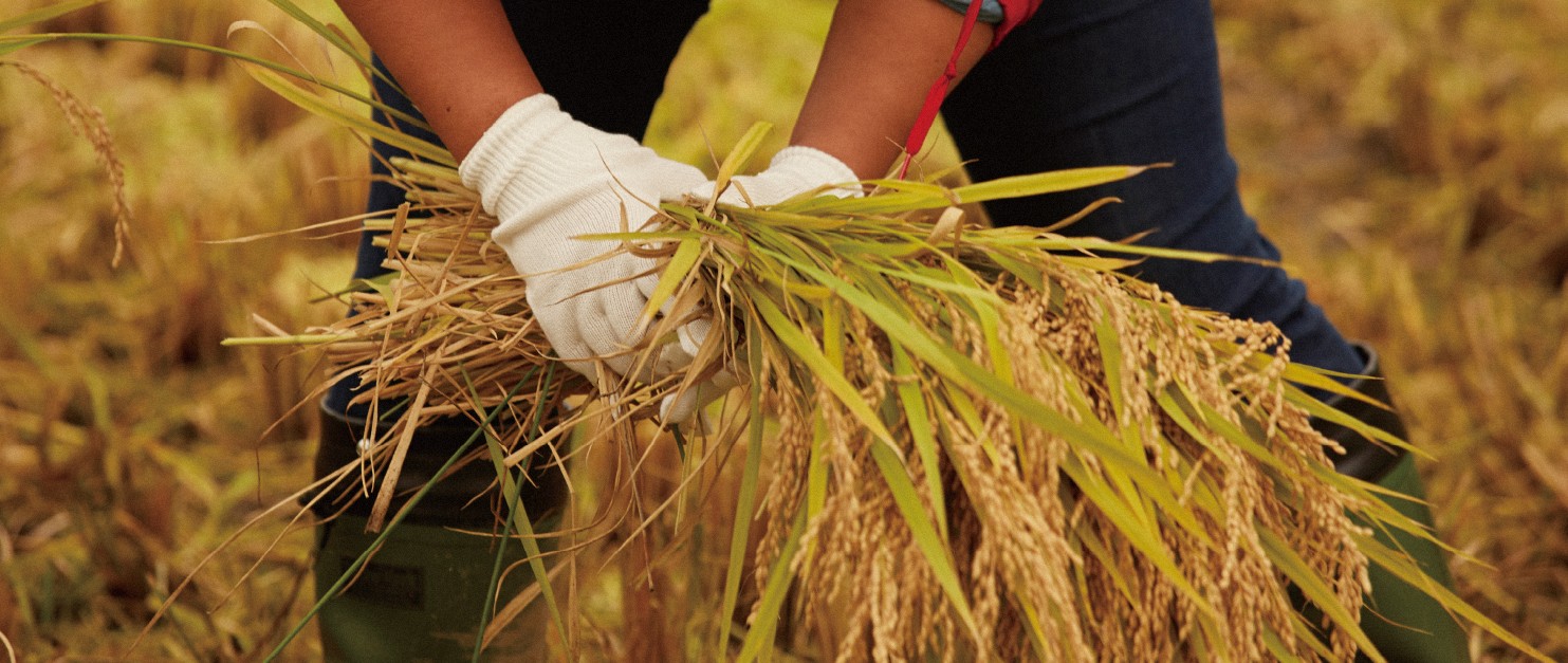 Help farmers increase production and income