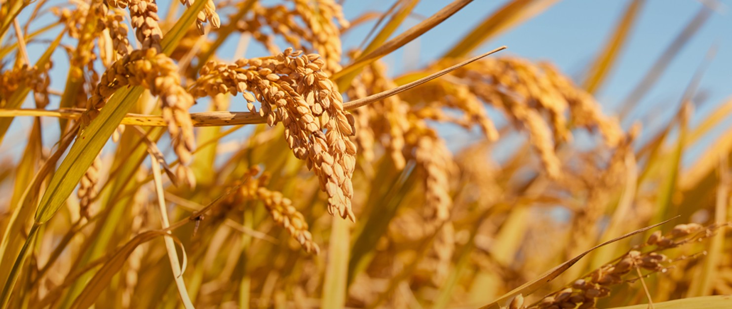 Procurement of High-Quality Grain Seeds